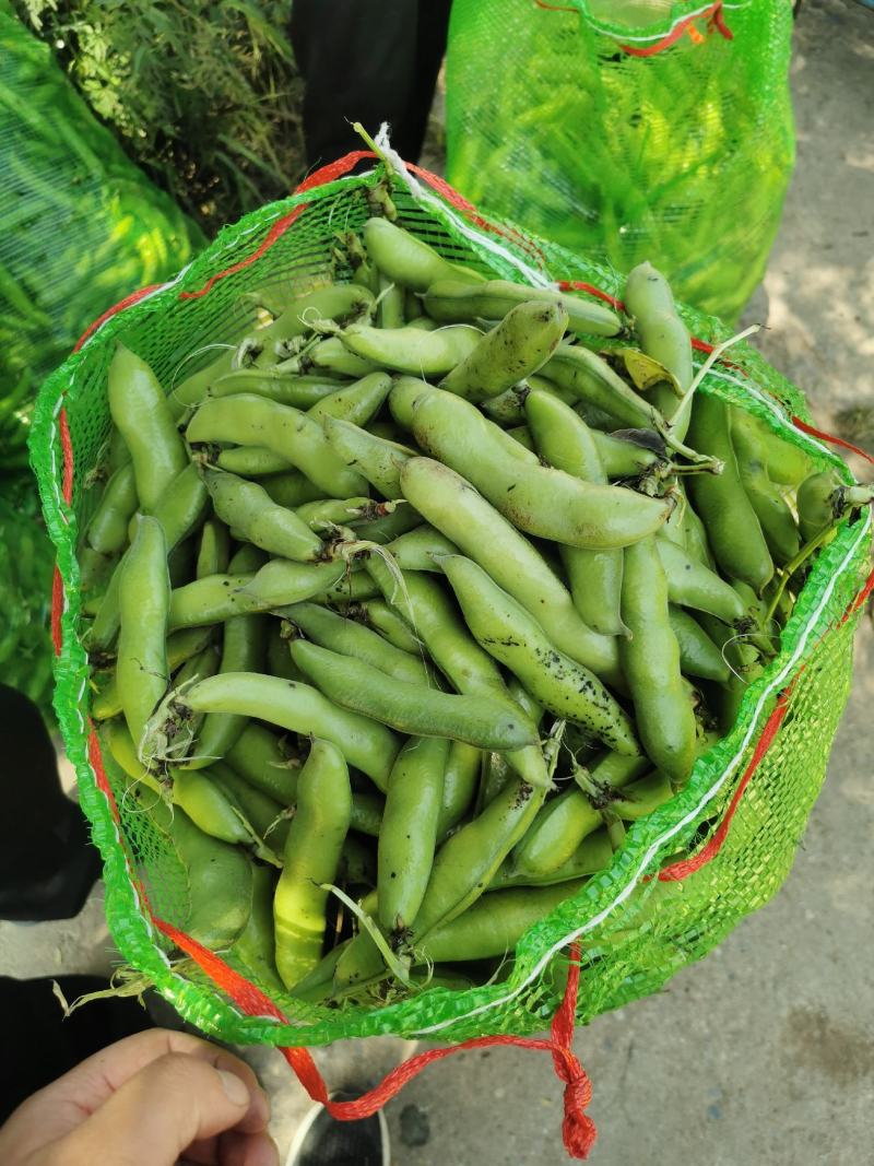 甘肃精品蚕豆角