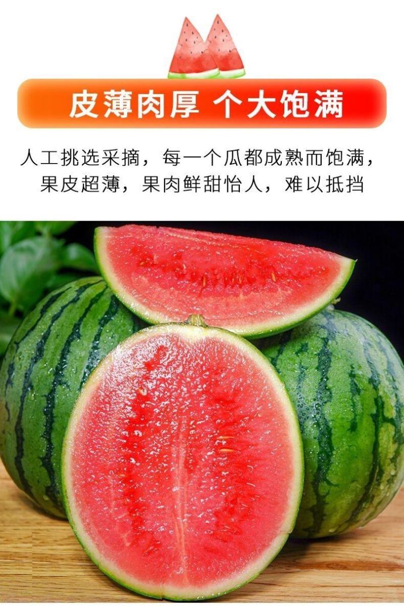 【正宗】江苏泗阳西瓜现摘麒麟超甜薄皮8424西瓜无籽新鲜