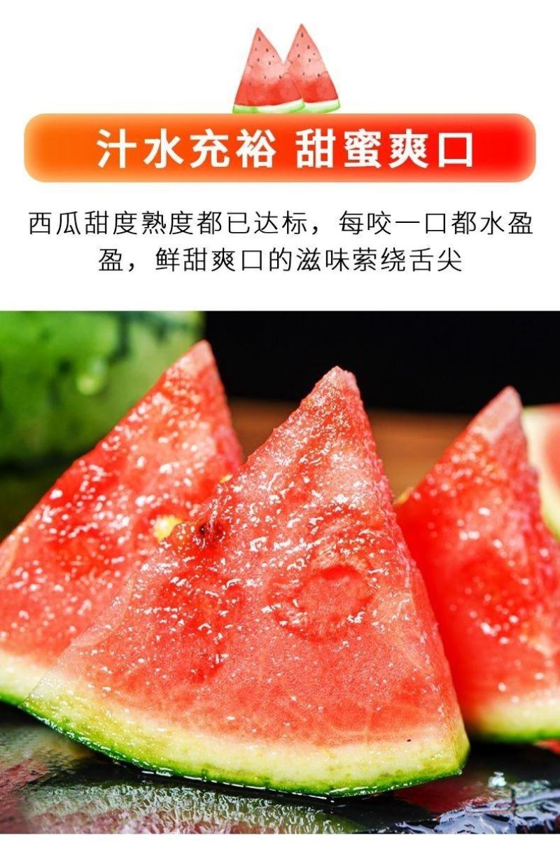 【正宗】江苏泗阳西瓜现摘麒麟超甜薄皮8424西瓜无籽新鲜