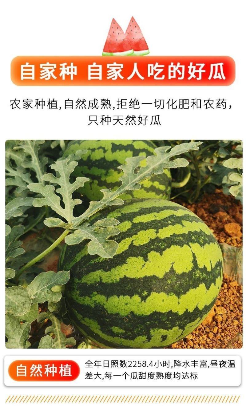 【正宗】江苏泗阳西瓜现摘麒麟超甜薄皮8424西瓜无籽新鲜