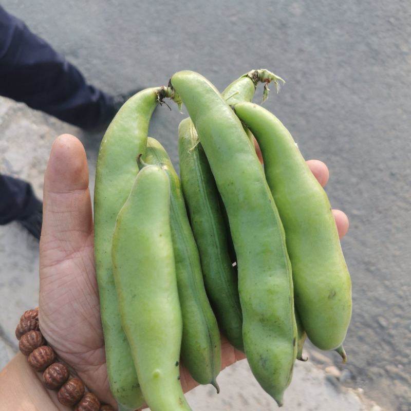 甘肃精品蚕豆角