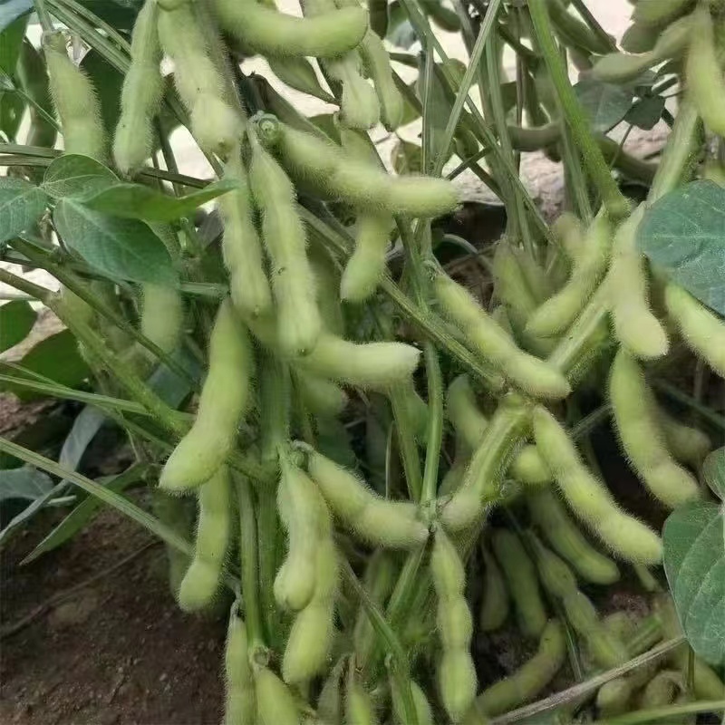 云南精品毛豆大量上市，粒大饱满，大量供应