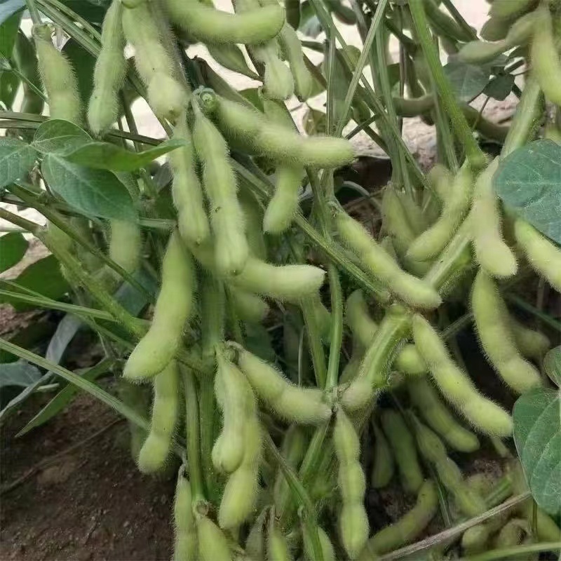 云南精品毛豆大量上市，粒大饱满，大量供应