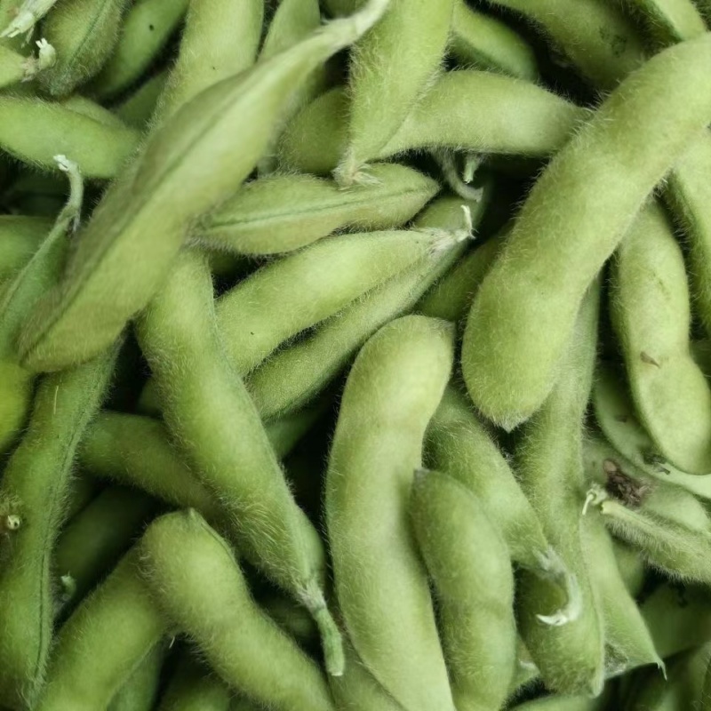 云南精品毛豆大量上市，粒大饱满，大量供应