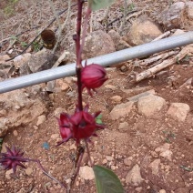 洛神花量大，需要的老板，