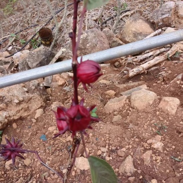 洛神花量大，需要的老板联系，