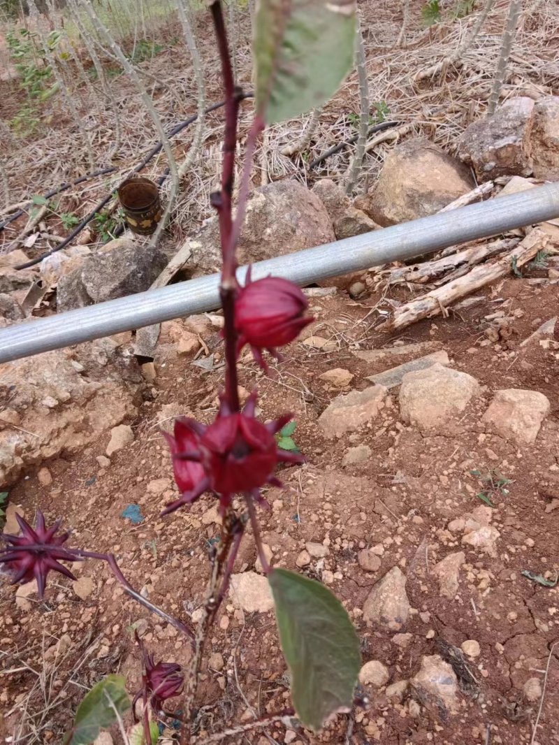 洛神花量大，需要的老板联系，