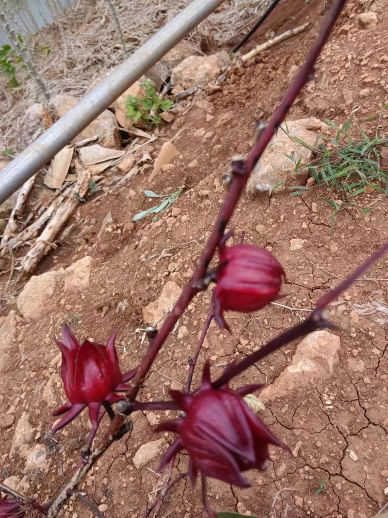 洛神花量大，需要的老板联系，