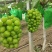 【实力推荐】阳光玫瑰葡萄大量有货产地直发个头大品质好