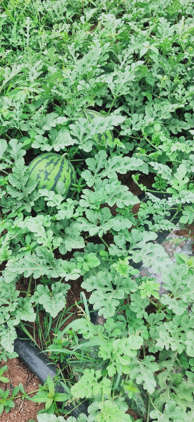 四川西瓜