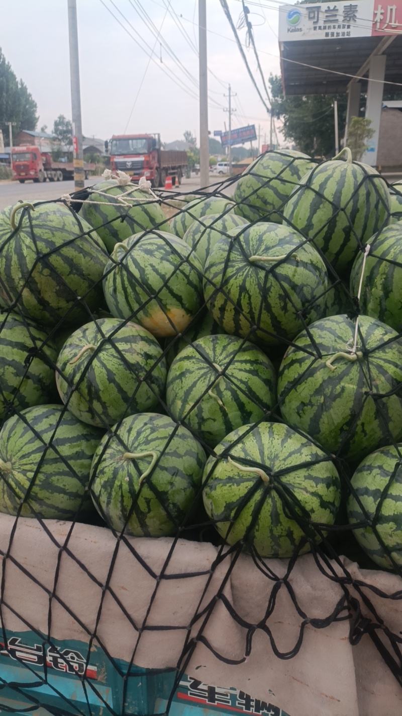 小拱棚美都西瓜大量上市