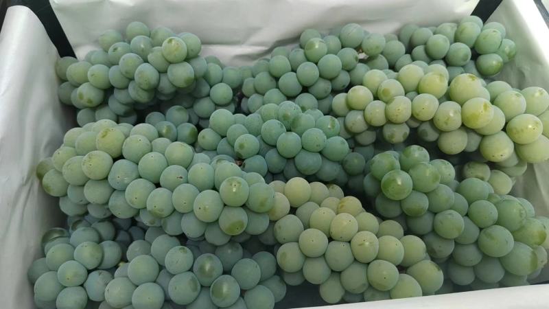 云南高原水晶葡萄口感香甜大量上市中欢迎采购