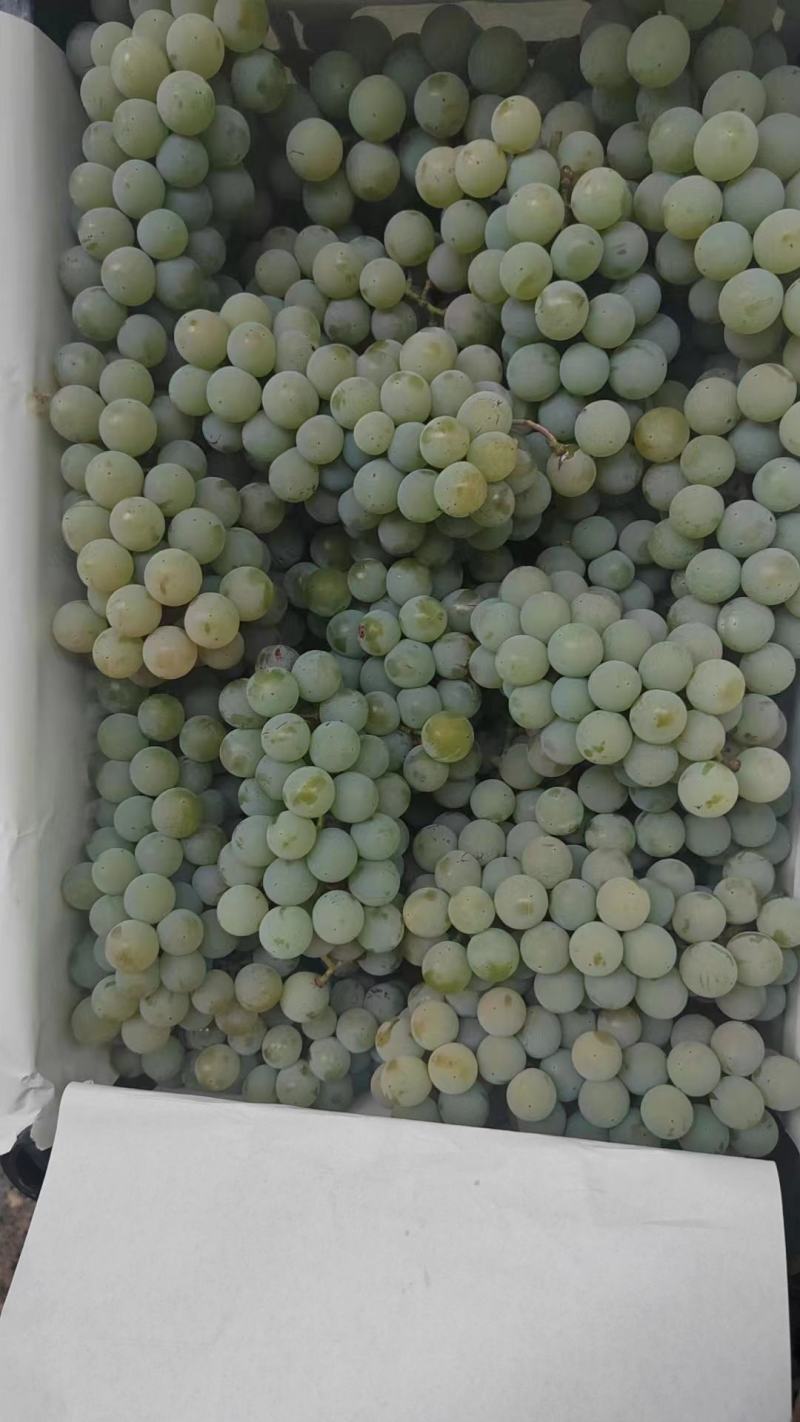 云南高原水晶葡萄口感香甜大量上市中欢迎采购