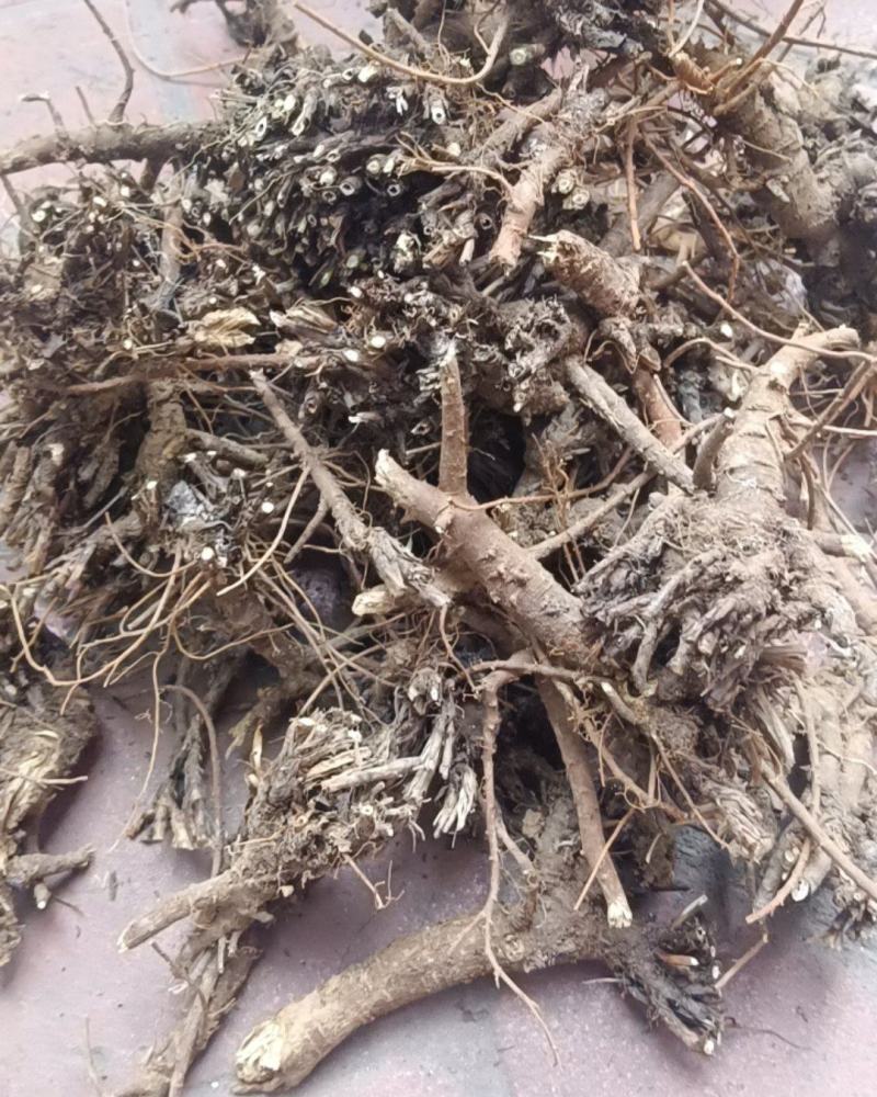 量大从优厂家直销24小时在线服务新鲜柴胡火爆特惠中