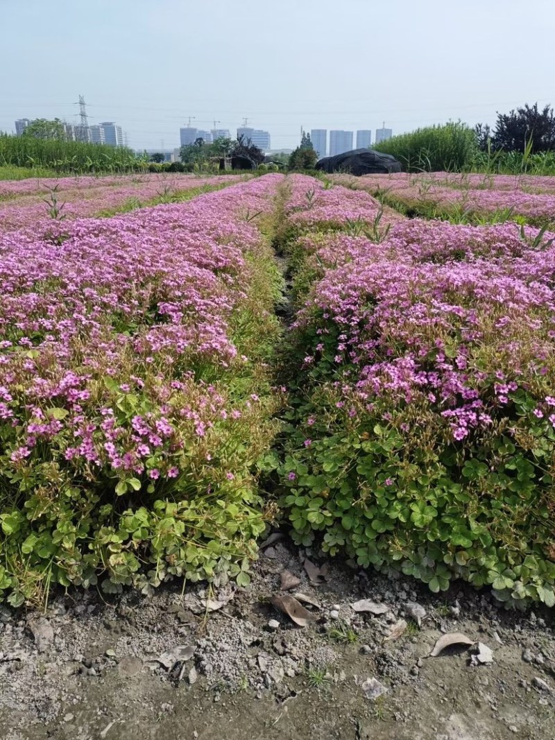 红花酢浆草种球红花酢浆草种子绿叶酢浆草种球