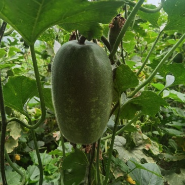 水果冬瓜，基地种植量大