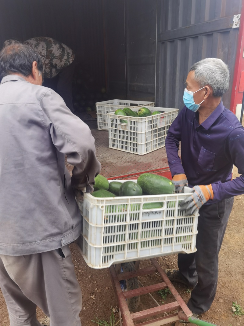 水果冬瓜，基地种植量大