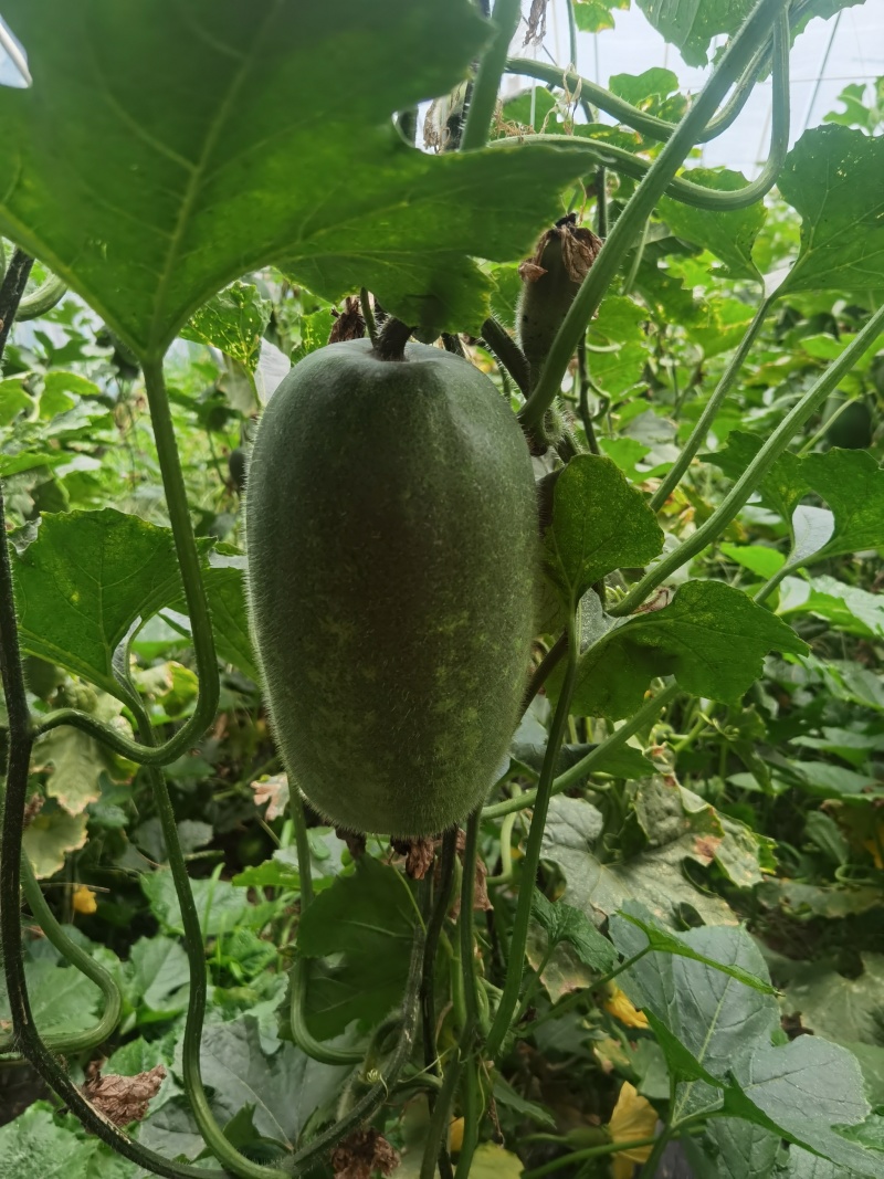 水果冬瓜，基地种植量大