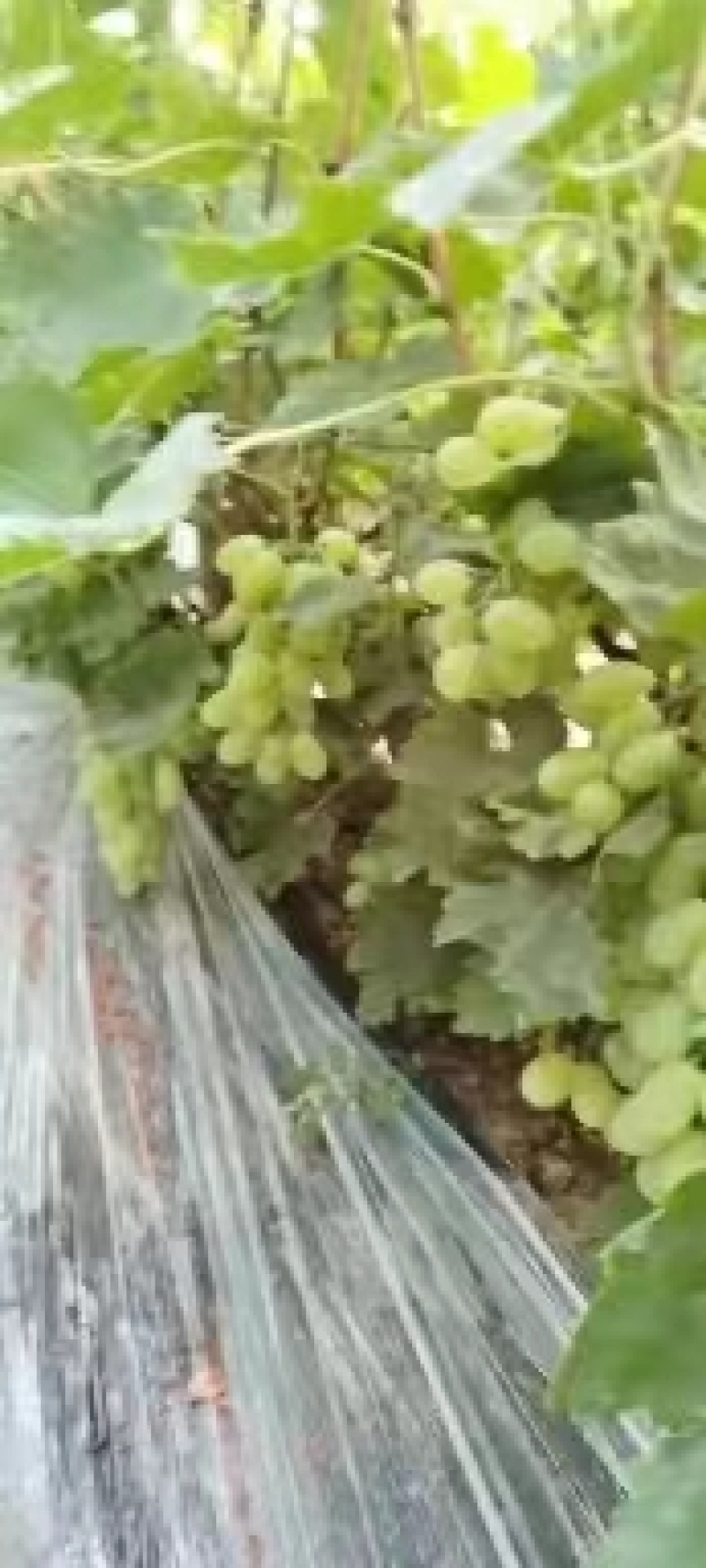 维多利亚青提葡萄产地直发，品质保证，价格便宜，可视频看货