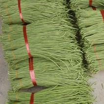 汉中城固豇豆大量上市了，产地值销，一手货源