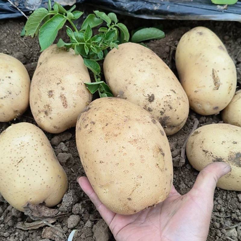精品土豆大量供应中