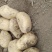 精品土豆大量供应中