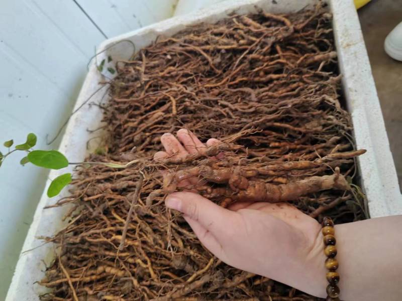 粉防己种苗3年的，产量大，存活率高