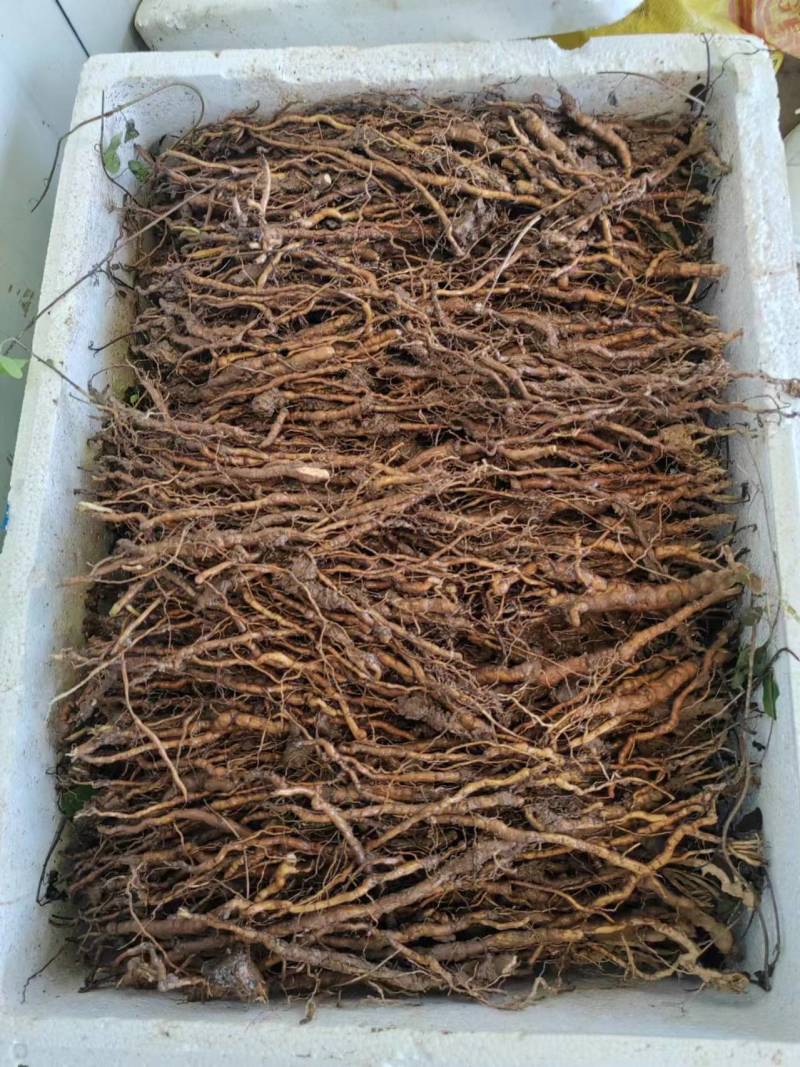 粉防己种苗3年的，产量大，存活率高