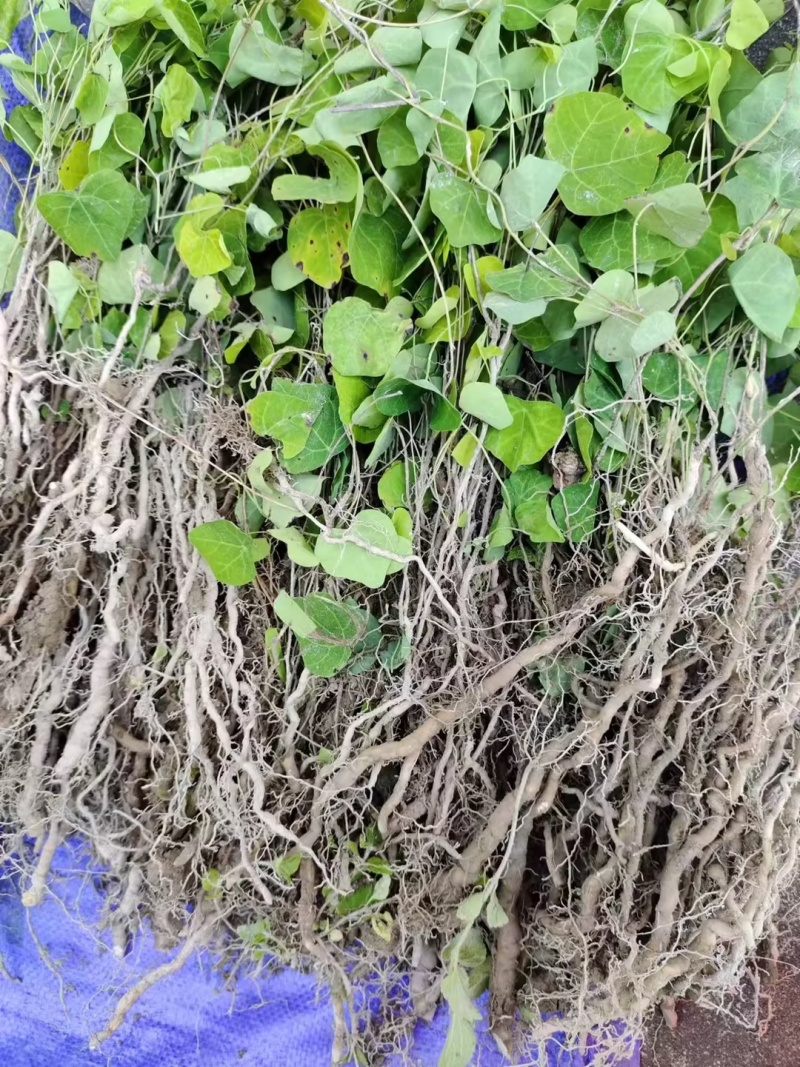 粉防己种苗3年的，产量大，存活率高