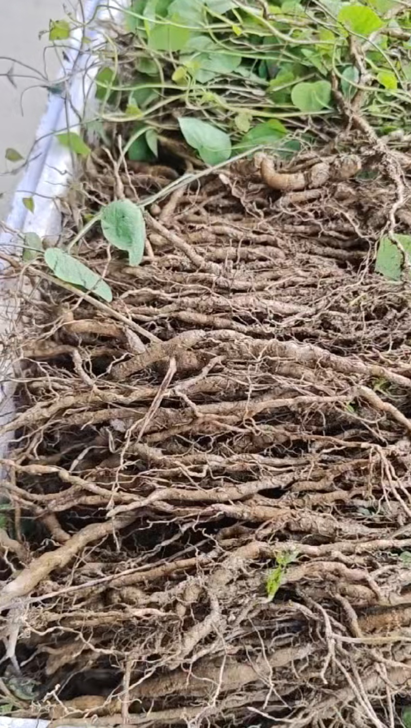 粉防己种苗3年的，产量大，存活率高
