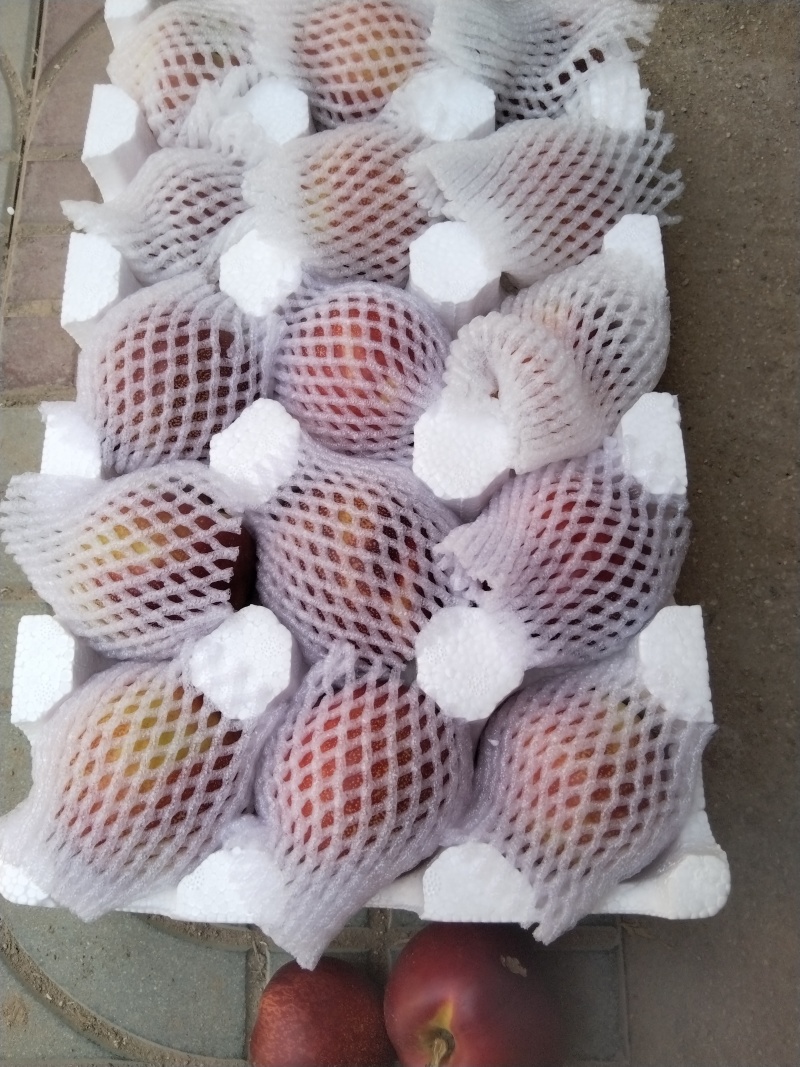 砀山精品油桃，，黄油桃大量供应，