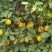 优克力柠檬，大量出货！