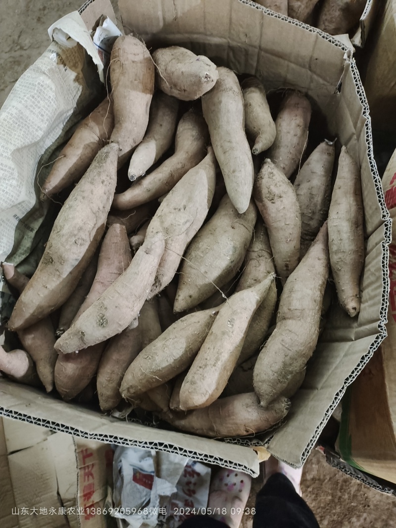 白哈密冰糖薯