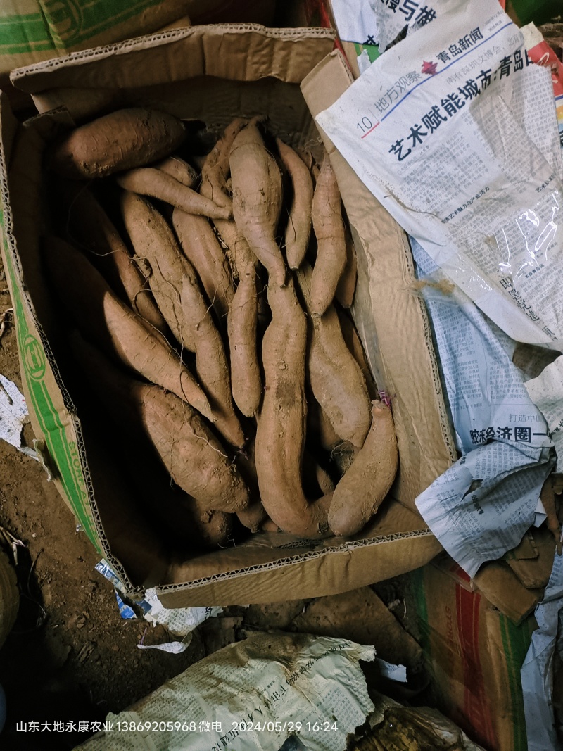 白哈密冰糖薯
