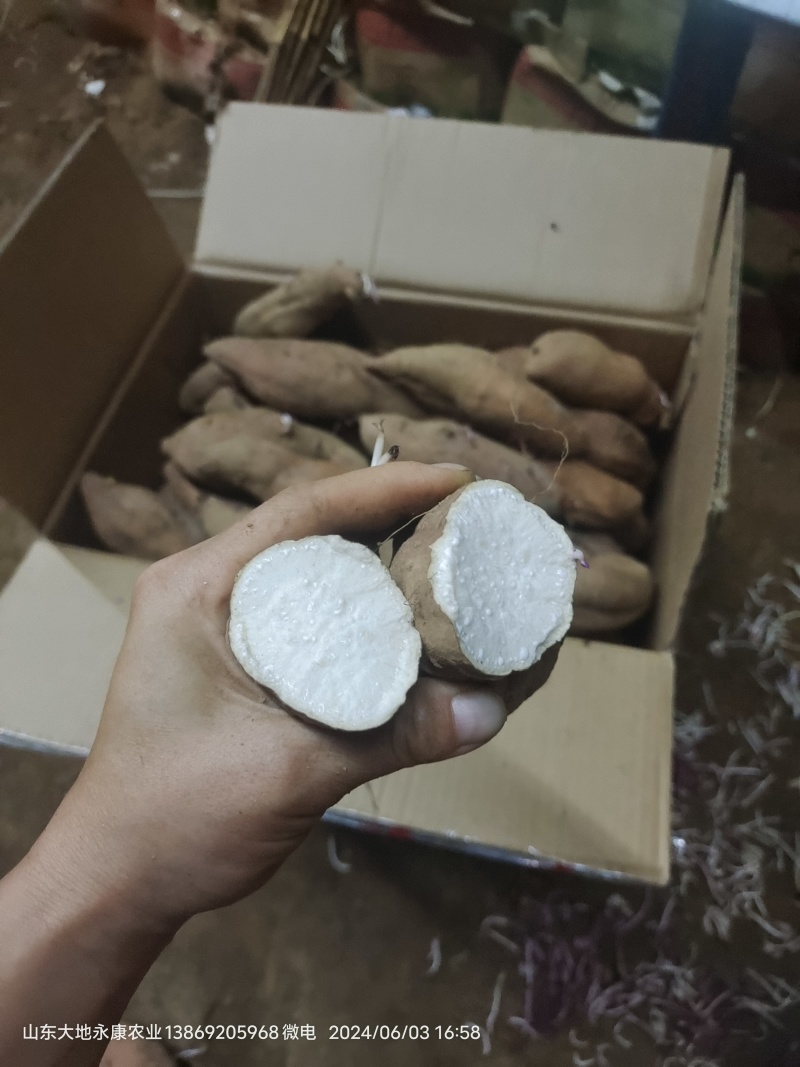 白哈密冰糖薯