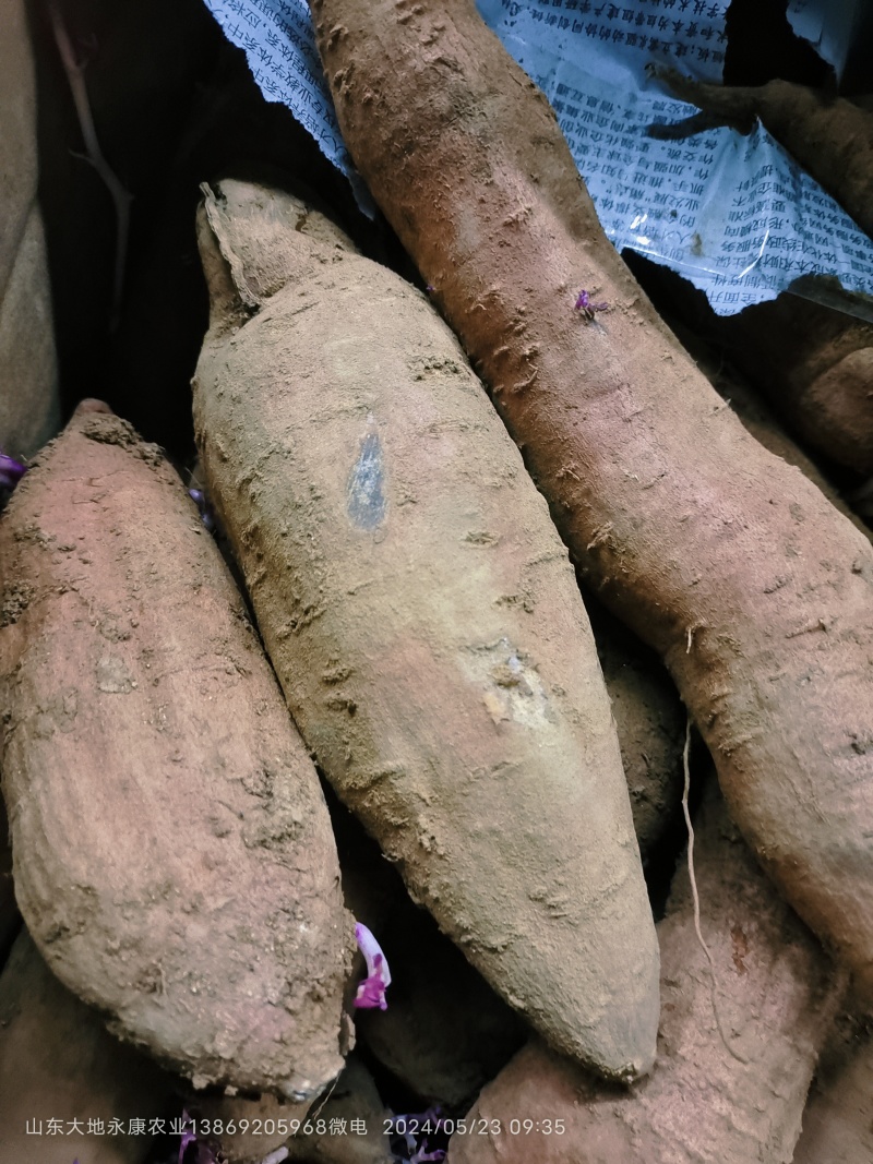 白哈密冰糖薯