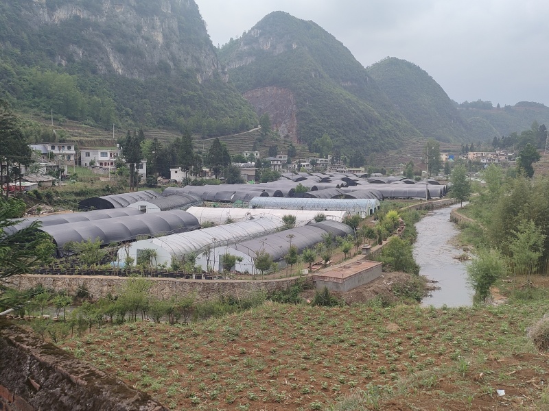 贵州高山平菇，质优价廉。货量充足。新鲜美味