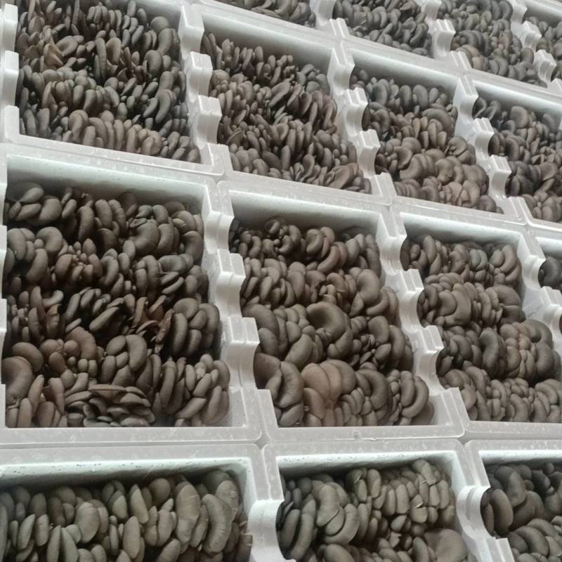 精品鲜平菇中大叶，货好从优，价格美丽，老板们快来下单