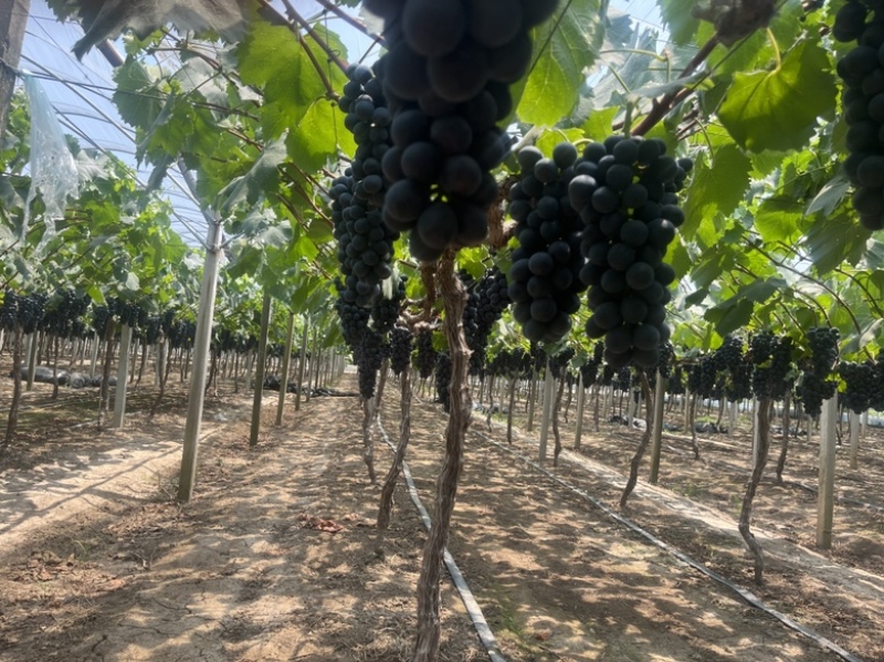 南太湖葡萄果粉颗粒糖度都可以新沂夏黑葡萄