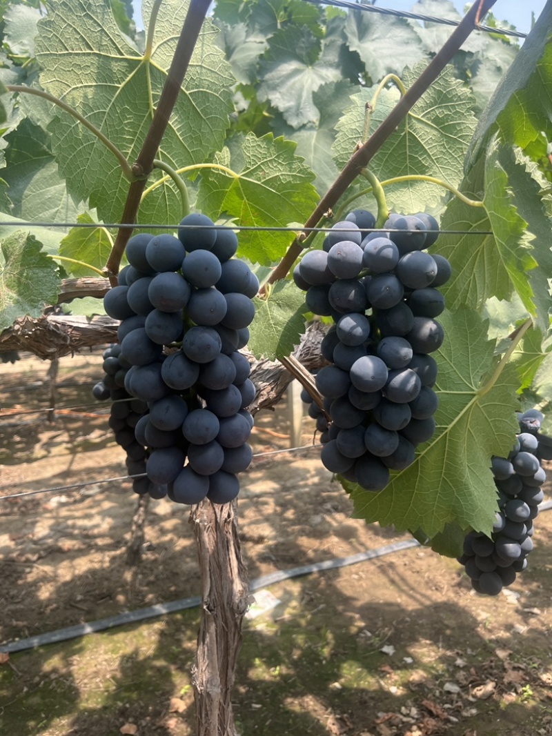 南太湖葡萄果粉颗粒糖度都可以新沂夏黑葡萄