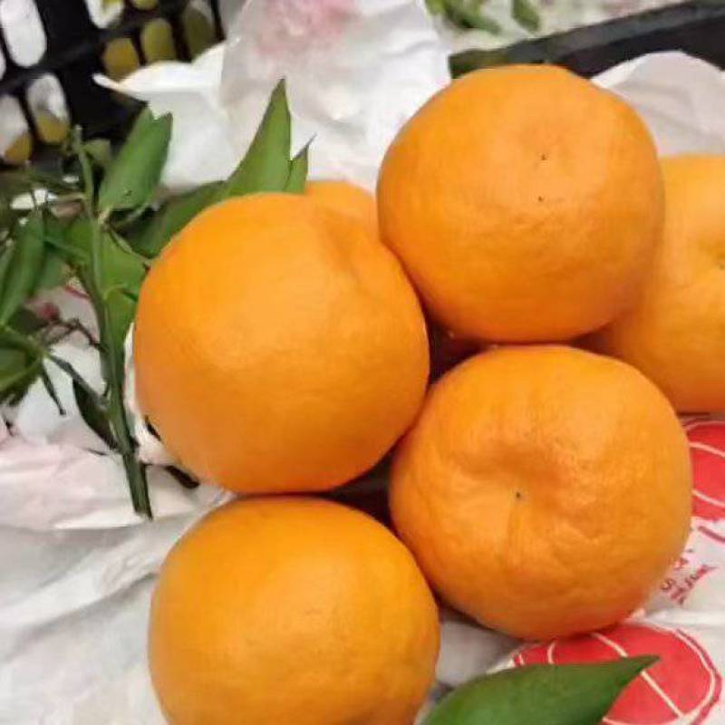 春见耙耙柑，大量上市中，纯甜化渣。对接电商及全国批发市场