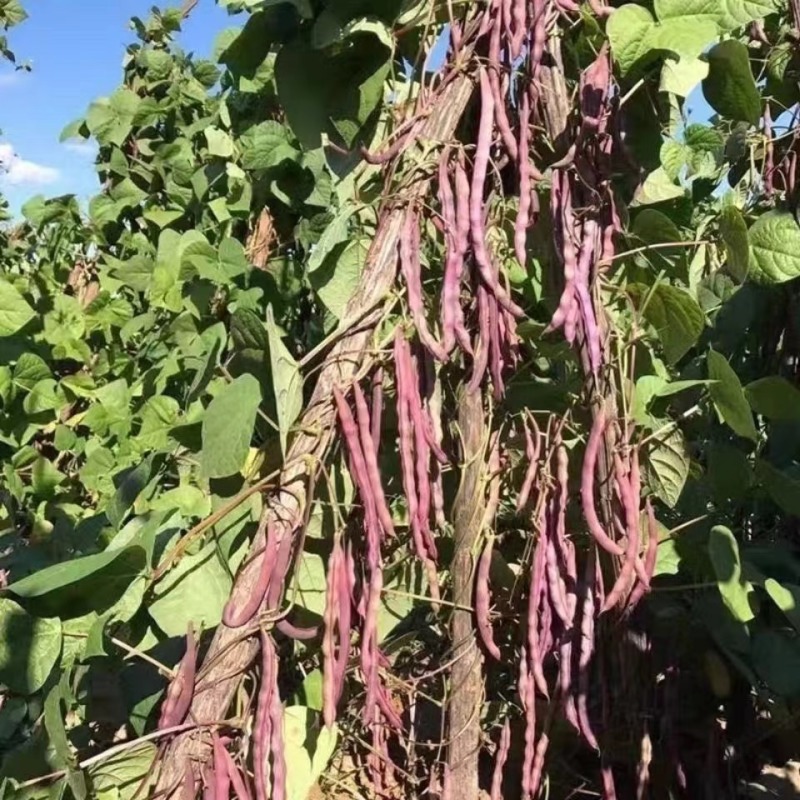 云南特产紫芸豆，大紫袍芸豆基地直供欢迎选购