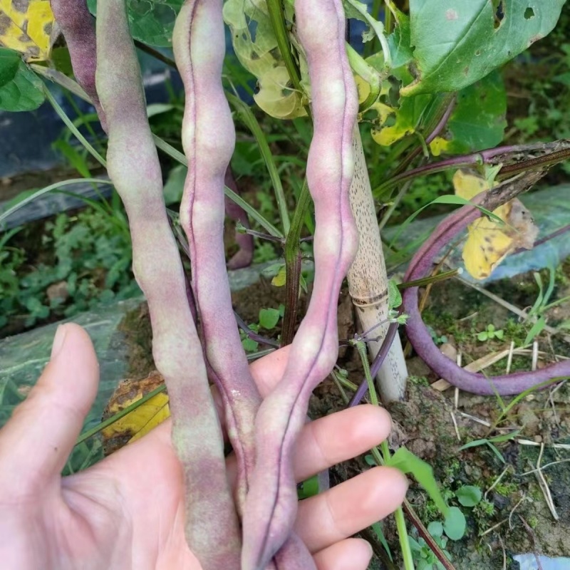 云南特产紫芸豆，大紫袍芸豆基地直供欢迎选购