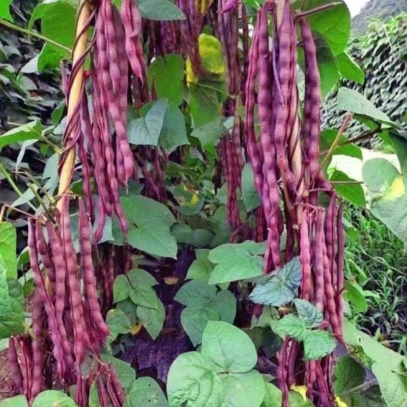 云南特产紫芸豆，大紫袍芸豆基地直供欢迎选购