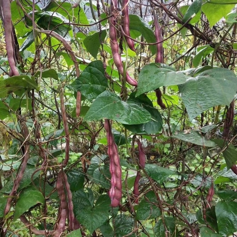 云南特产紫芸豆，大紫袍芸豆基地直供欢迎选购