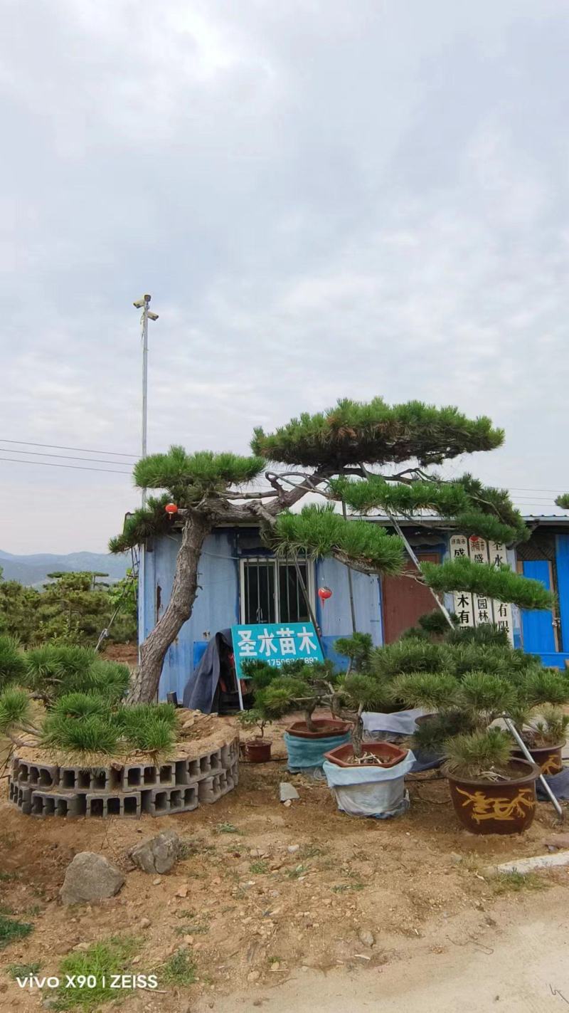 济南盛典苗木造型松观赏松规格齐全成品存活率高