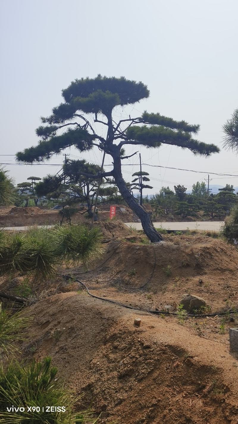 济南盛典苗木造型松观赏松规格齐全成品存活率高