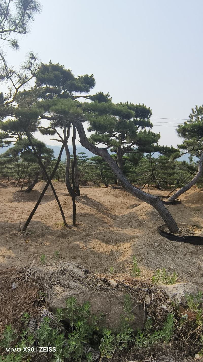 济南盛典苗木造型松观赏松规格齐全成品存活率高