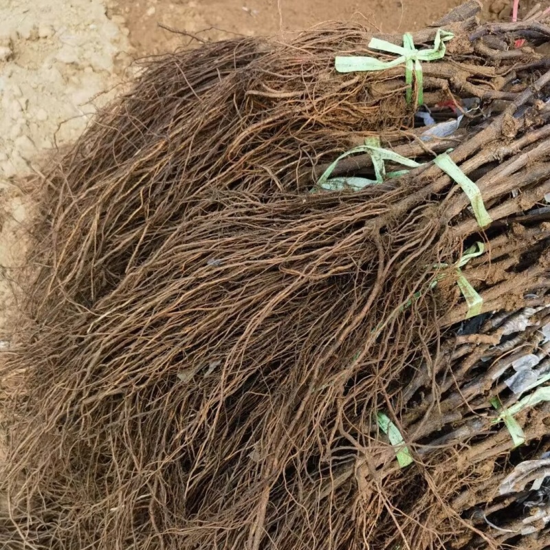 茉莉香葡萄苗着色香葡苗基地直发新品种葡萄苗辽宁葡萄苗