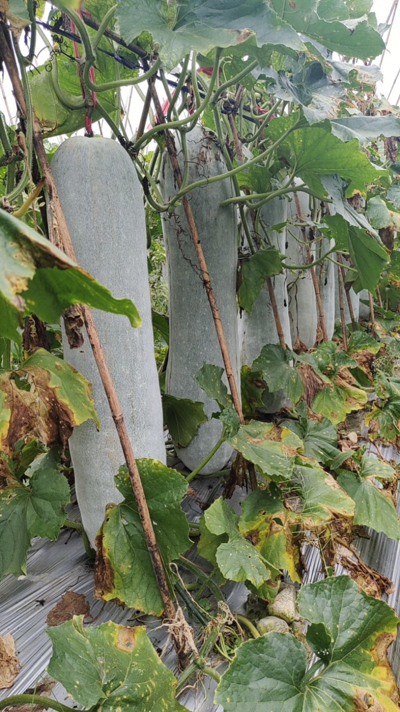 福建白皮冬瓜地冬瓜产地直供货源充足欢迎联系
